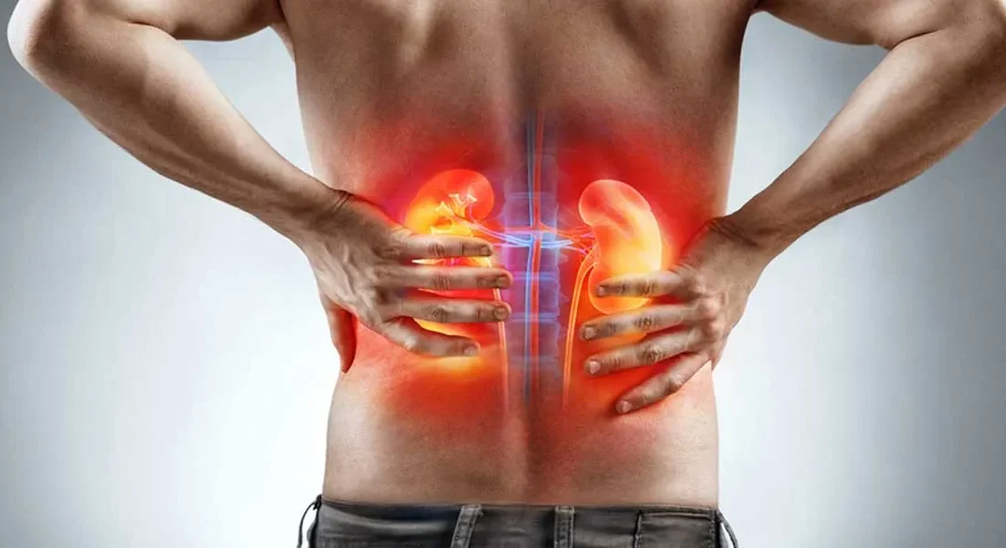 Böbreklerin vücudun en kritik denge sistemlerinden biri olduğunu belirten Dr.