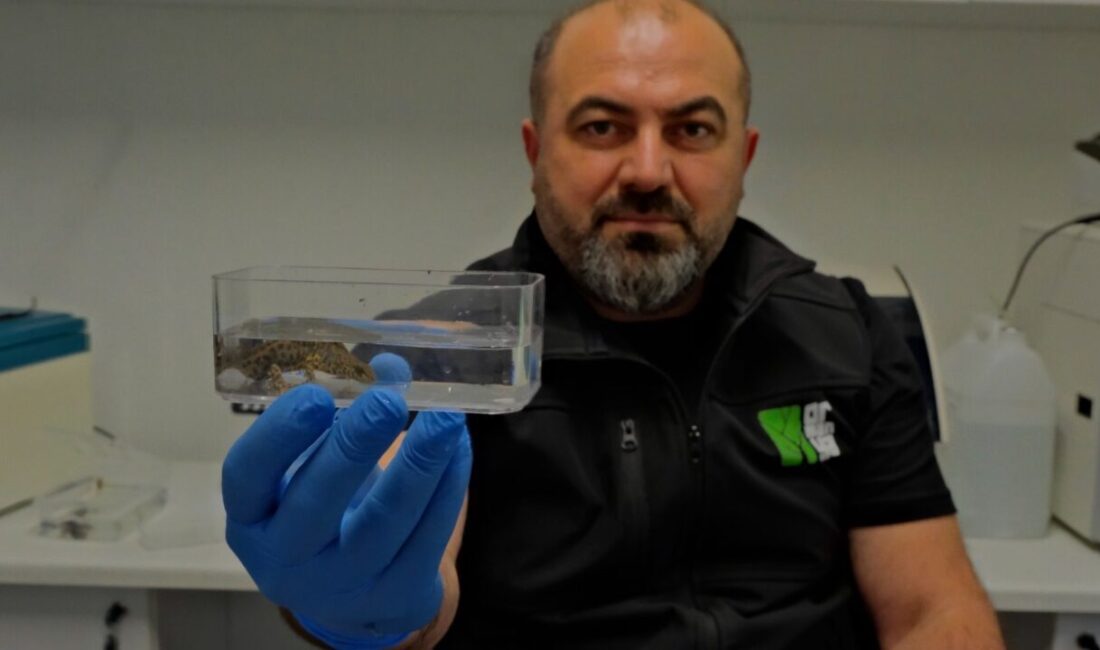 Ormanya’da endemik semender türlerinin keşfedildiği duyuruldu KOCAELİ, – KOCAELİ Büyükşehir Belediyesi bünyesinde hizmet veren Ormanya’da yeni